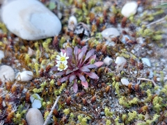 Draba verna
