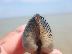 Anadara kagoshimensis