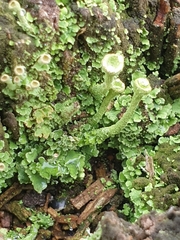 Cladonia fimbriata