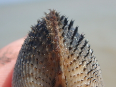 Anadara kagoshimensis