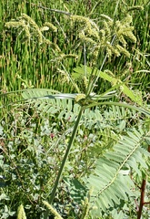 Cyperus alopecuroides