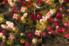 Crassula vaillantii