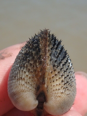 Anadara kagoshimensis