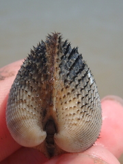 Anadara kagoshimensis