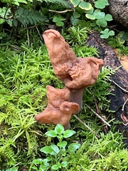 Gyromitra