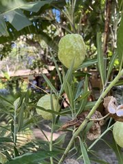 Gomphocarpus physocarpus