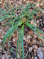 Carex sylvatica