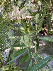 Gomphocarpus physocarpus