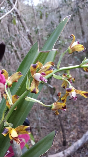 Grammangis spectabilis