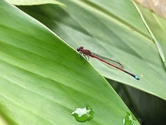Oxyagrion