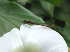 Oxyagrion