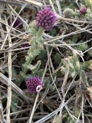 Sphaeranthus indicus