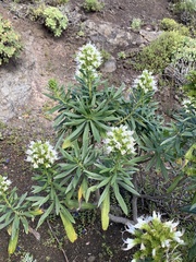 Echium aculeatum