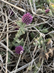 Sphaeranthus indicus