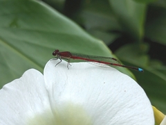 Oxyagrion