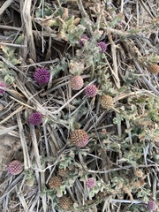 Sphaeranthus indicus