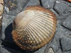 Anadara kagoshimensis