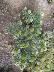 Echium aculeatum
