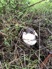 Amanita magniverrucata