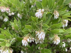 Arctostaphylos virgata