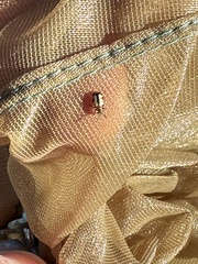 Crioceris paracenthesis