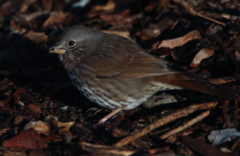 Passerella iliaca unalaschcensis