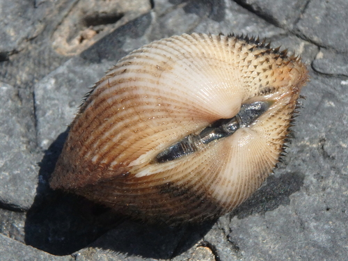 Kagoshima Blood Cockle