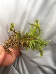 Hylocomium splendens