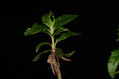 Neolasioptera mimuli