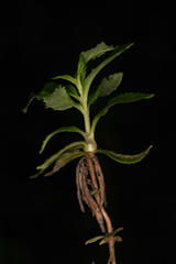 Neolasioptera mimuli