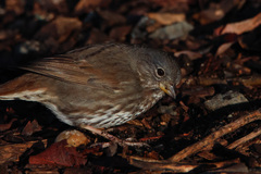 Passerella iliaca unalaschcensis