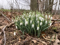 Galanthus nivalis