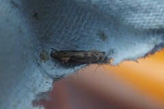 Chionodes mediofuscella