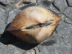 Anadara kagoshimensis