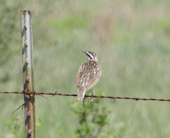 Sturnella magna lilianae