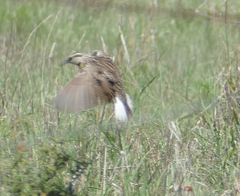 Sturnella magna lilianae