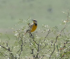 Sturnella magna lilianae