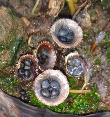 Cyathus