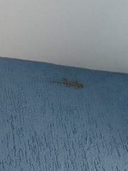 Hemidactylus mabouia