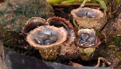 Cyathus