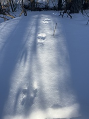 Lepus americanus