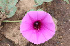 Ipomoea crassipes