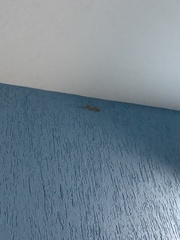 Hemidactylus mabouia