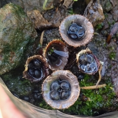 Cyathus