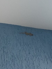 Hemidactylus mabouia