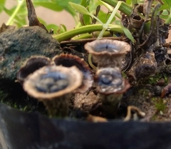 Cyathus