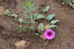 Ipomoea crassipes
