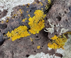 Xanthoria aureola