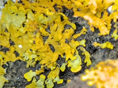 Xanthoria aureola