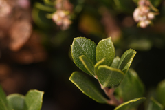 Arctostaphylos pacifica